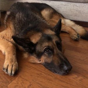 Meet your Posher, Loren